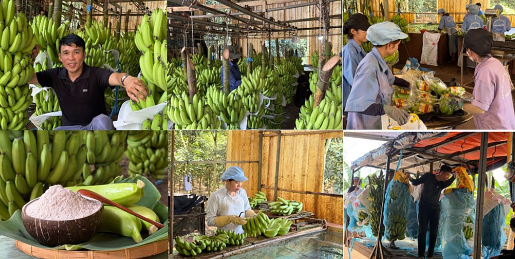 Green Cavendish / Native Fresh Green Banana & Green Banana Resistant Starch