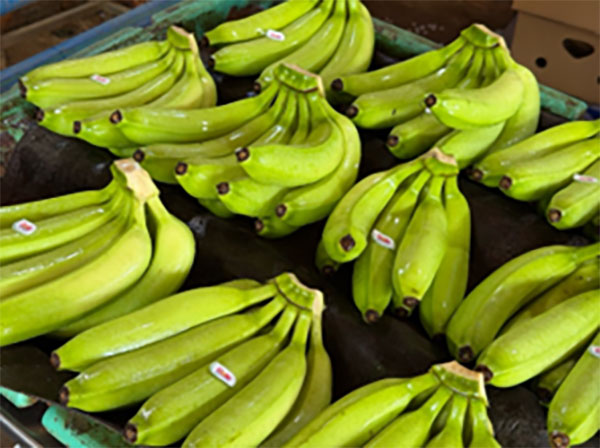 Fresh Green Banana (Chuối xanh tươi)